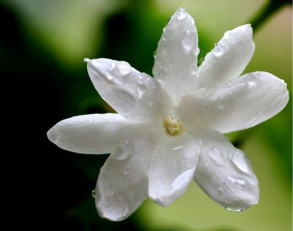 Jasmine Scented Aroma Beads