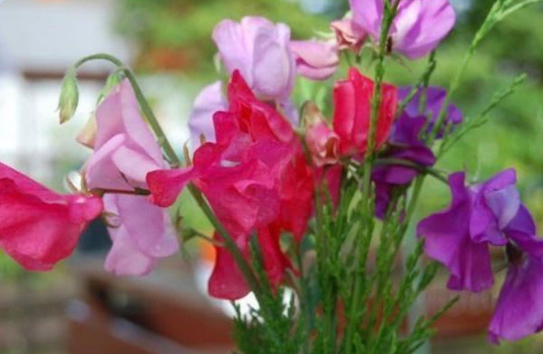 Sweet Pea Scented Aroma Beads